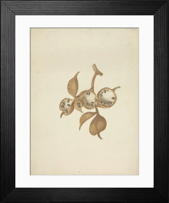 Framed Print : Title Page Thugga James Bruce 1730-1794 British