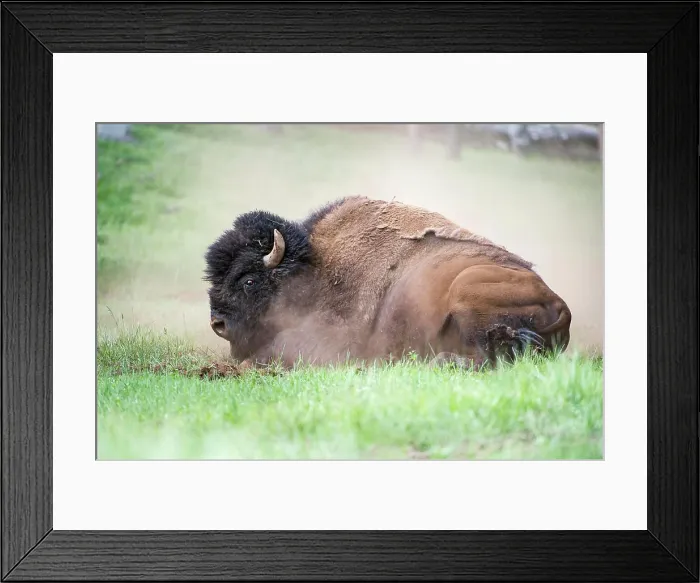 Framed Print : Male American Bison (Bison bison) dust bathing / rolling in dust in the Lamar Valley Framed Print : Male American Bison (Bison bison) dust bathing / rolling in dust in the Lamar Valley