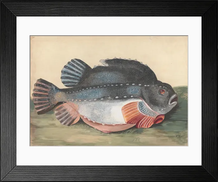 Framed Print : Lumpsucker Male Peter Paillou Younger Active 1757-1831 Framed Print : Lumpsucker Male Peter Paillou Younger Active 1757-1831