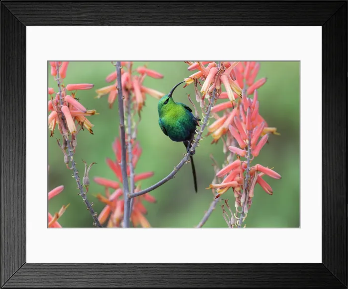 Framed Print : Male Malachite Sunbird (Nectarinia famosa) feeding on Aloe flower Framed Print : Male Malachite Sunbird (Nectarinia famosa) feeding on Aloe flower