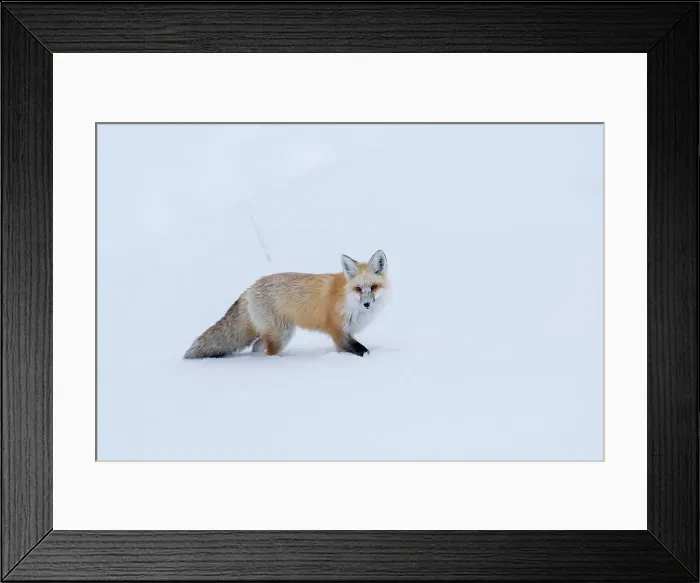 Framed Print : Red Fox (Vulpes vulpes) foraging in deep snow Framed Print : Red Fox (Vulpes vulpes) foraging in deep snow