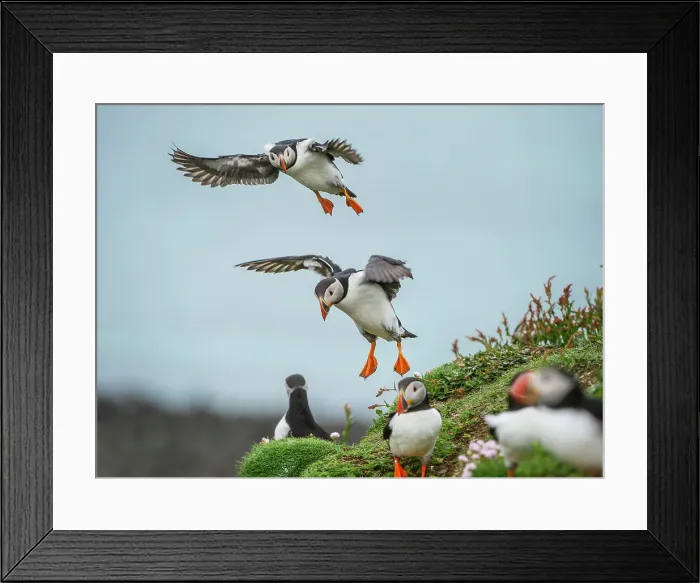 Framed Print : Atlantic Puffins (Fratercula arctica) flying on to the cliff top and gathering around burrows Framed Print : Atlantic Puffins (Fratercula arctica) flying on to the cliff top and gathering around burrows