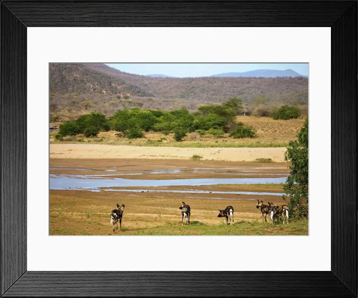 Framed Print : Wild Dog (Lycaon pictus). Hluhluwe iMfolozi Park Framed Print : Wild Dog (Lycaon pictus). Hluhluwe iMfolozi Park