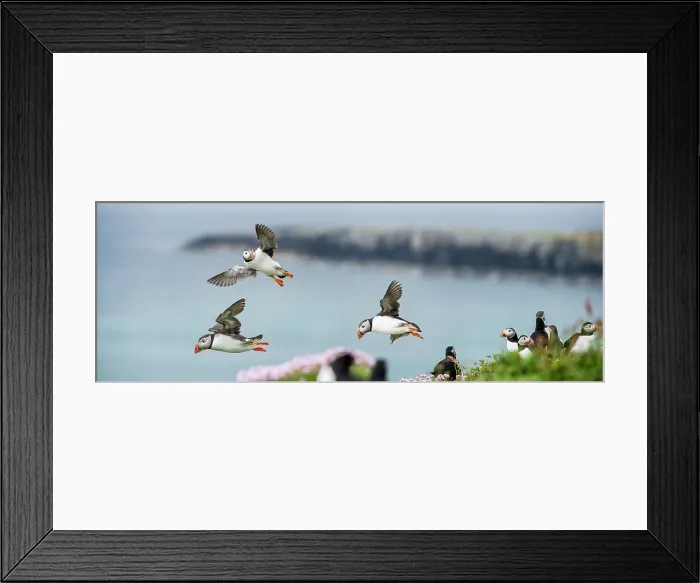 Framed Print : Atlantic Puffins (Fratercula arctica) flying on to the cliff top Framed Print : Atlantic Puffins (Fratercula arctica) flying on to the cliff top