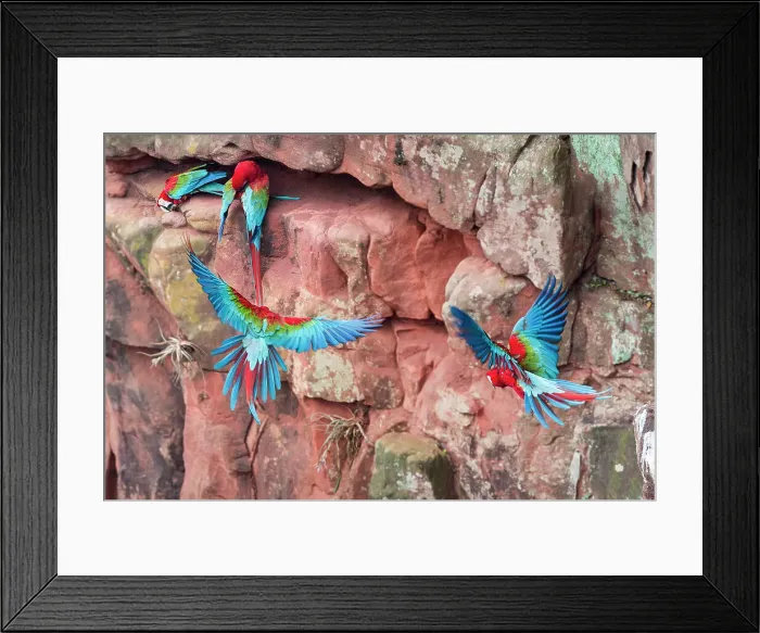 Framed Print : Red-and-Green Macaws or Green-winged Macaws (Ara chloropterus) (Family Psittacidae) flying into cliff nest cavity Framed Print : Red-and-Green Macaws or Green-winged Macaws (Ara chloropterus) (Family Psittacidae) flying into cliff nest cavity