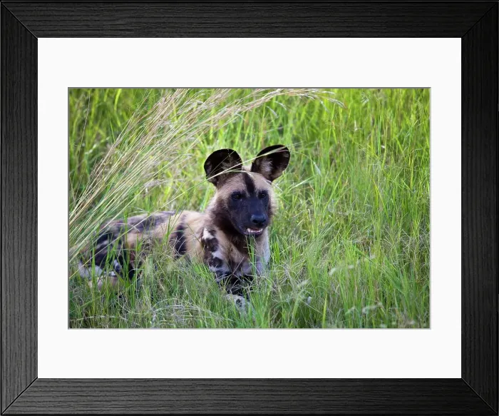 Framed Print : Wild Dogs (Lycaon pictus). Madikwe Game Reserve