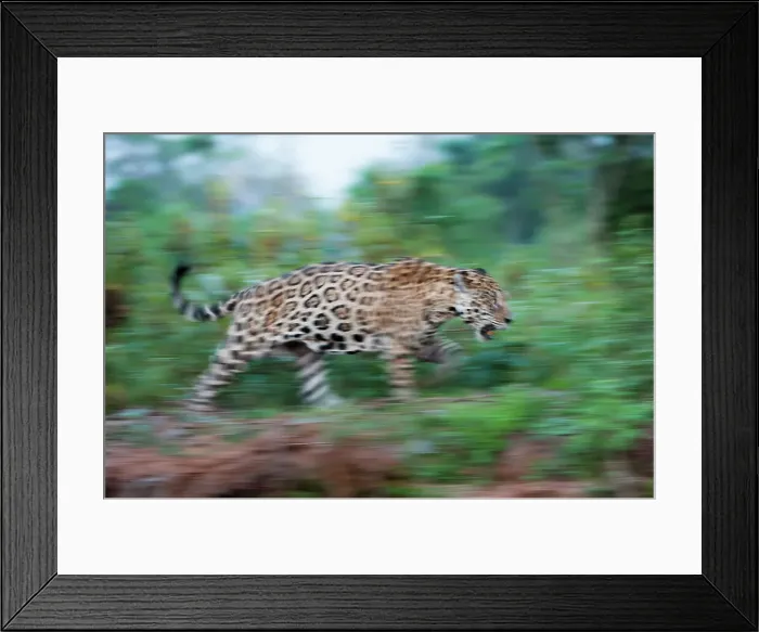 Framed Print : Male Jaguar (Panthera onca palustris) walking along the bank of the Tres Irmos River (Three Brothers River) Framed Print : Male Jaguar (Panthera onca palustris) walking along the bank of the Tres Irmos River (Three Brothers River)