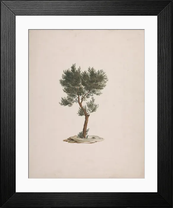 Framed Print : Unidentified Fish James Bruce 1730-1794 British Framed Print : Unidentified Fish James Bruce 1730-1794 British