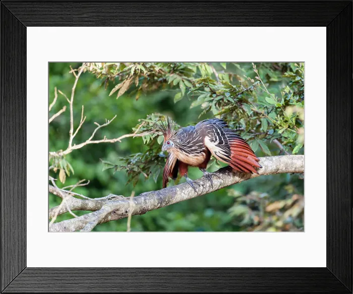 Framed Print : Hoatzin (Opisthocomus hoazin) (also called Stinkbird or Canje pheasant) in river-side vegetation Framed Print : Hoatzin (Opisthocomus hoazin) (also called Stinkbird or Canje pheasant) in river-side vegetation