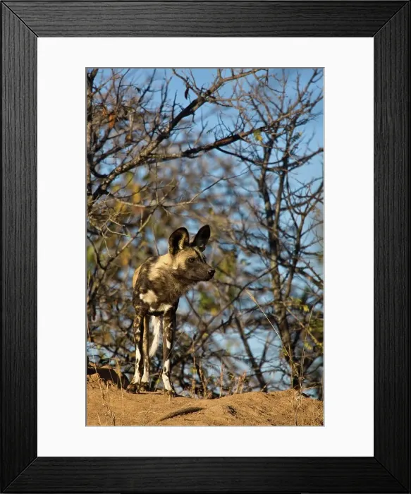 Framed Print : Wild Dog (Lycaon pictus). Hoedspruit Conservation Centre Framed Print : Wild Dog (Lycaon pictus). Hoedspruit Conservation Centre