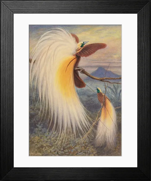 Framed Print : Birds Paradise Thomas William Wood 1855-1872 Framed Print : Birds Paradise Thomas William Wood 1855-1872