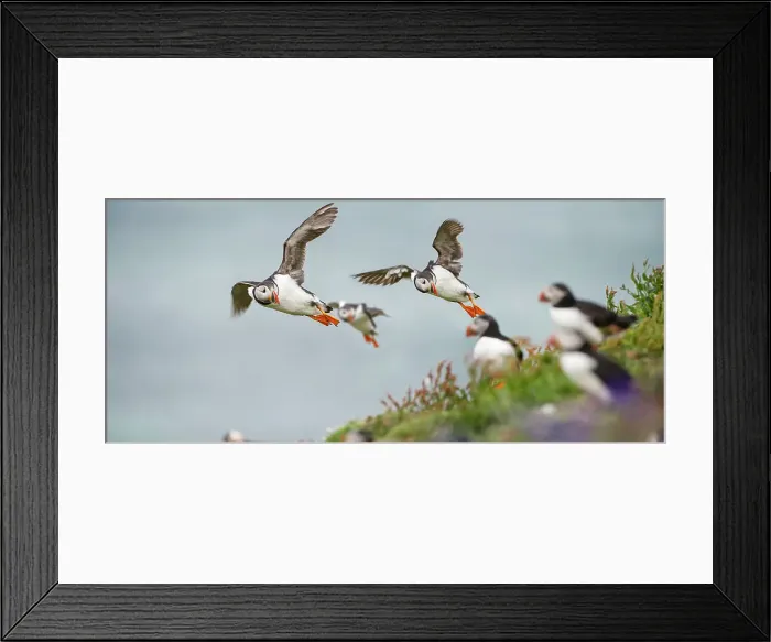 Framed Print : Atlantic Puffins (Fratercula arctica) flying on to the cliff top and gathering around burrows Framed Print : Atlantic Puffins (Fratercula arctica) flying on to the cliff top and gathering around burrows