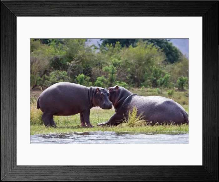 Framed Print : Hippo (Hippopotamus amphibius) Framed Print : Hippo (Hippopotamus amphibius)