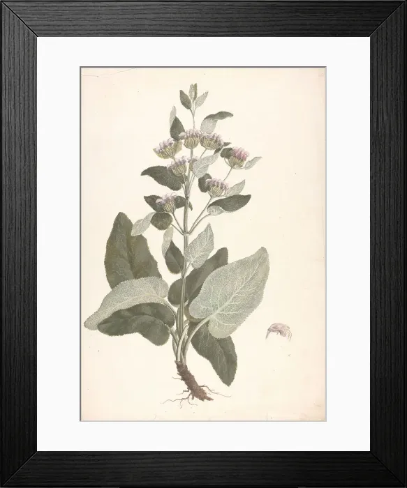 Framed Print : Phlomis Herba-venti L. Outline Habit Plant James Bruce