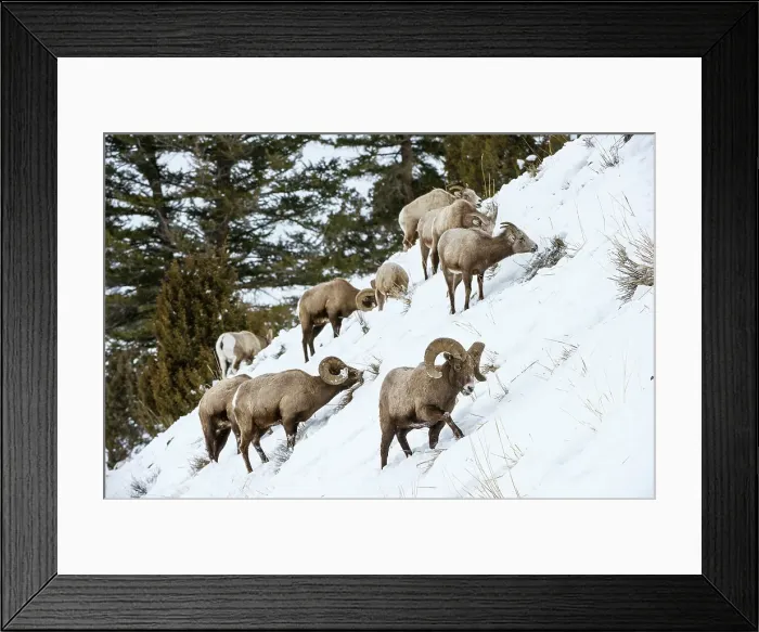 Framed Print : Rocky Mountain Bighorn Sheep (Ovis canadensis canadensis) searching for grazing beneath deep snow Framed Print : Rocky Mountain Bighorn Sheep (Ovis canadensis canadensis) searching for grazing beneath deep snow