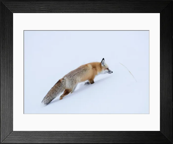 Framed Print : Red Fox (Vulpes vulpes) foraging in deep snow Framed Print : Red Fox (Vulpes vulpes) foraging in deep snow