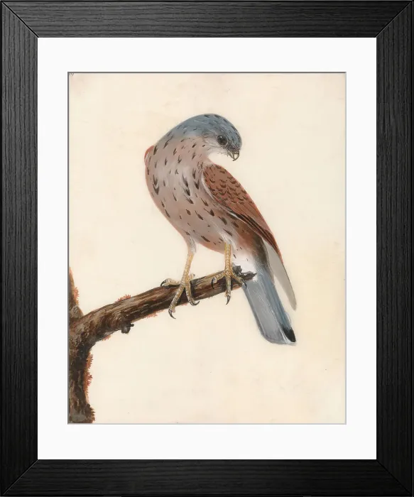 Framed Print : Falcon Hen Krestel William Lewin 1747-1795