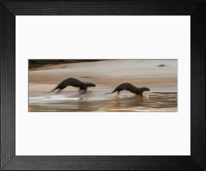 Framed Print : Giant Otters (Pteronura brasiliensis) running along the shore of the Paraguay River Framed Print : Giant Otters (Pteronura brasiliensis) running along the shore of the Paraguay River