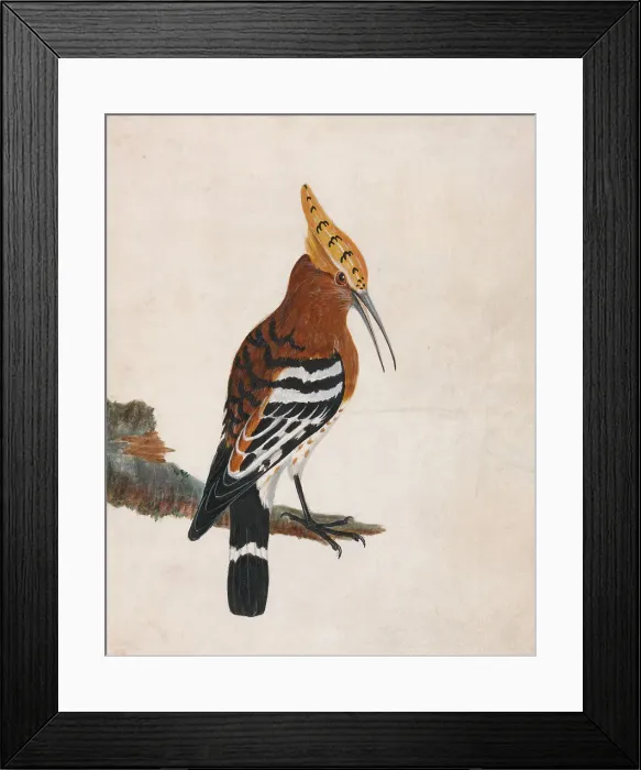 Framed Print : Hoopoe Common Hoopoe William Lewin 1747-1795