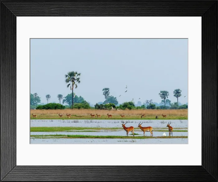Framed Print : Red Lechwe or Zambezi Lechwe (Kobus leche) amongst Real Fan Palms or Northern iLala Palms (Hyphaene benguellensis) Framed Print : Red Lechwe or Zambezi Lechwe (Kobus leche) amongst Real Fan Palms or Northern iLala Palms (Hyphaene benguellensis)