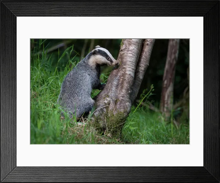 Framed Print : European Badger (Meles meles) foraging at a tree trunk in deciduous woodland
