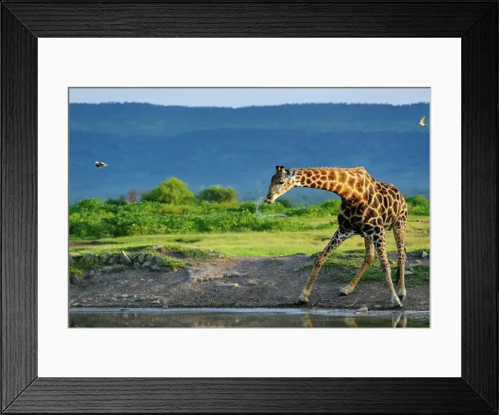 Framed Print : Giraffe (Giraffa camelopardalis) drinking Framed Print : Giraffe (Giraffa camelopardalis) drinking
