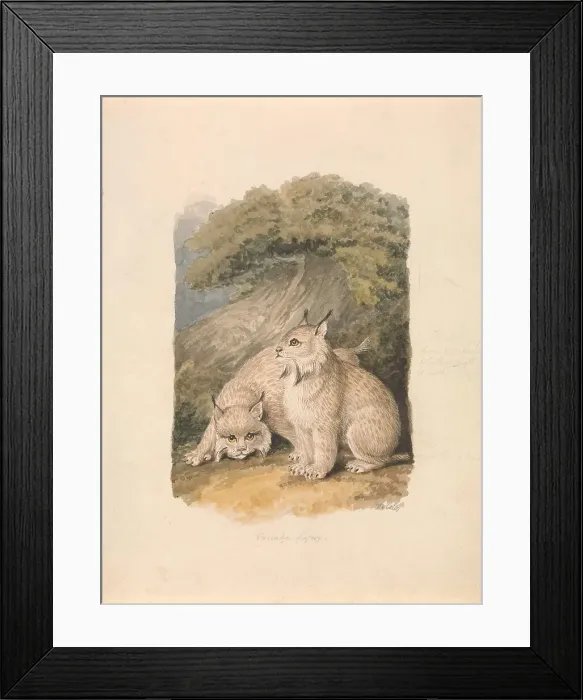 Framed Print : Canada Lynx Life Samuel Howitt 1756-1822 British Framed Print : Canada Lynx Life Samuel Howitt 1756-1822 British