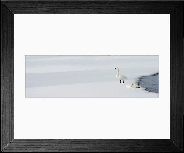 Framed Print : Trumpeter Swans (Cygnus buccinator) on the edge of the Upper Yellowstone River Framed Print : Trumpeter Swans (Cygnus buccinator) on the edge of the Upper Yellowstone River