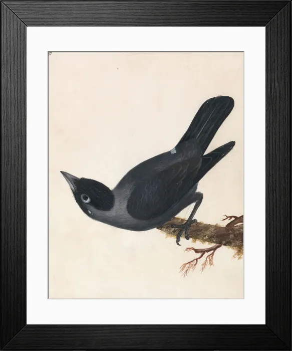 Framed Print : Crow Jackdaw William Lewin 1747-1795 British Framed Print : Crow Jackdaw William Lewin 1747-1795 British