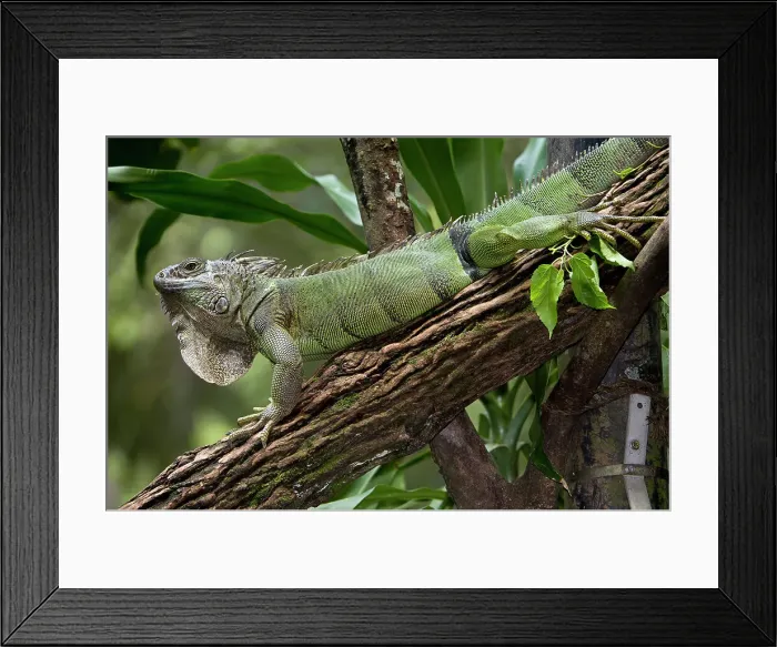 Framed Print : Common Green Iguana (Iguana iguana) along the Napo River