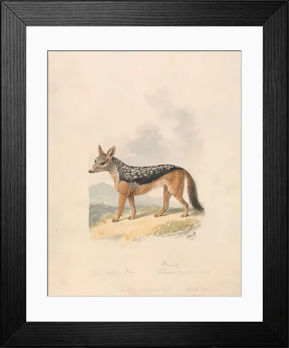 Framed Print : Black-backed Jackal Samuel Howitt 1756-1822 Framed Print : Black-backed Jackal Samuel Howitt 1756-1822