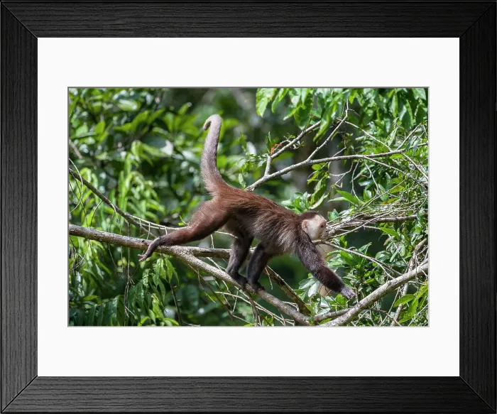 Framed Print : White-fronted Capuchin Monkey (Cebus albifrons) in forest canopy Framed Print : White-fronted Capuchin Monkey (Cebus albifrons) in forest canopy