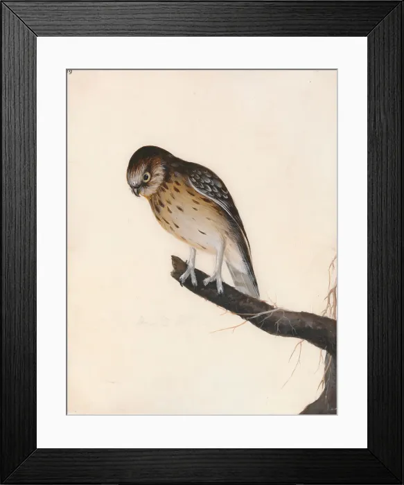 Framed Print : Owl Little Owl William Lewin 1747-1795 British