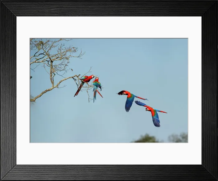 Framed Print : Red-and-Green Macaws or Green-winged Macaws (Ara chloropterus) (Family Psittacidae) in flight over forest canopy
