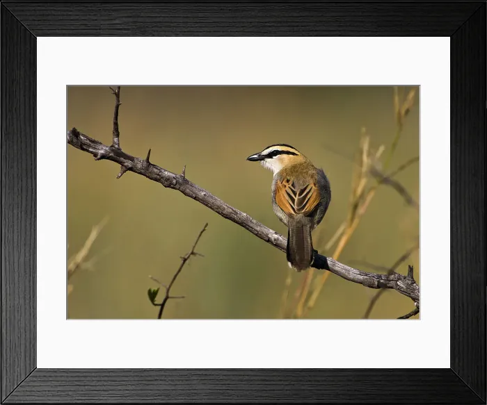 Framed Print : Black-crowned Tchagra (Tchagra senegalensis) Framed Print : Black-crowned Tchagra (Tchagra senegalensis)