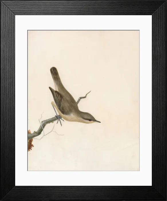 Framed Print : Warbler Reed Wren William Lewin 1747-1795 British Framed Print : Warbler Reed Wren William Lewin 1747-1795 British