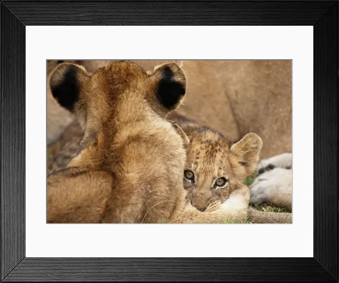 Framed Print : Lion (Panthera leo) cub. MalaMala (Mala Mala) Game Reserve Framed Print : Lion (Panthera leo) cub. MalaMala (Mala Mala) Game Reserve