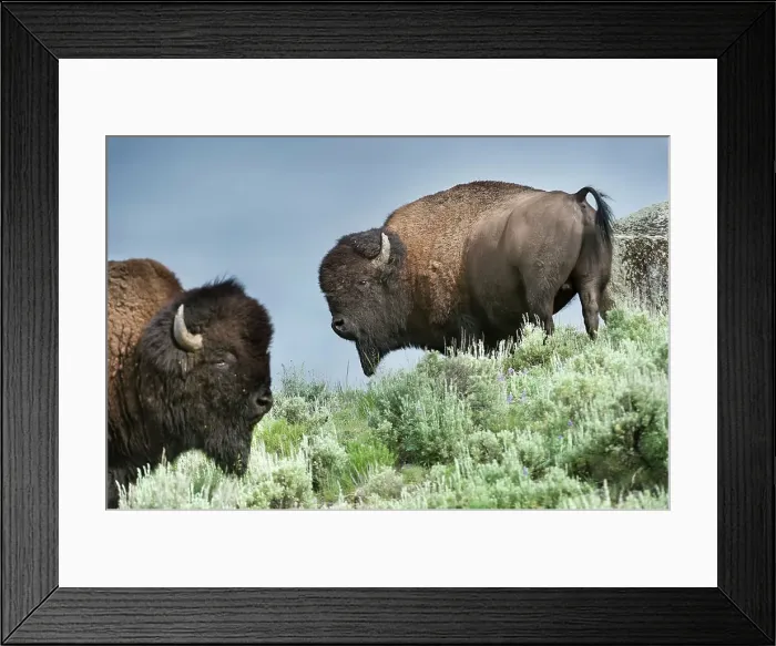 Framed Print : Male American Bison (Bison bison) grazing in sage brush in the Lamar Valley Framed Print : Male American Bison (Bison bison) grazing in sage brush in the Lamar Valley