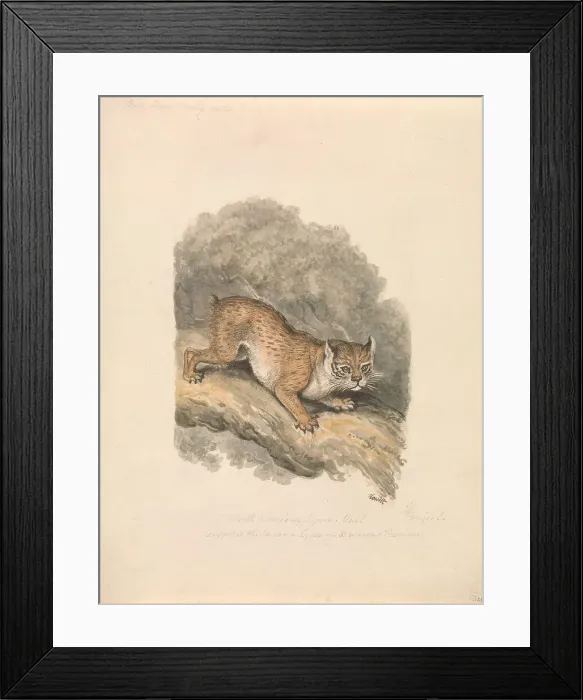Framed Print : North American Lynx Samuel Howitt 1756-1822 Framed Print : North American Lynx Samuel Howitt 1756-1822