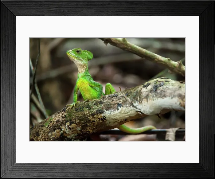 Framed Print : Common Basilisk (Basiliscus basiliscus) (also known as Jesus Chris Lizard) in forest understorey Framed Print : Common Basilisk (Basiliscus basiliscus) (also known as Jesus Chris Lizard) in forest understorey