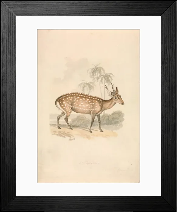 Framed Print : Hog Deer Samuel Howitt 1756-1822 British 1813 Framed Print : Hog Deer Samuel Howitt 1756-1822 British 1813