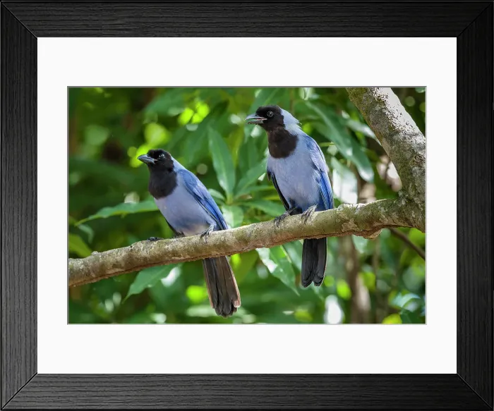 Framed Print : Violaceous Jay (Cyanocorax violaceus) Framed Print : Violaceous Jay (Cyanocorax violaceus)