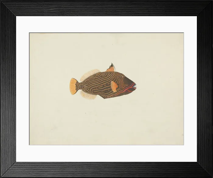 Framed Print : Neophron Percnopterus Egyptian Vulture James Bruce Framed Print : Neophron Percnopterus Egyptian Vulture James Bruce