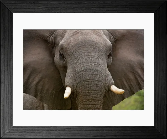 Framed Print : Elephant (Loxodonta africana). MalaMala (Mala Mala) Game Reserve Framed Print : Elephant (Loxodonta africana). MalaMala (Mala Mala) Game Reserve