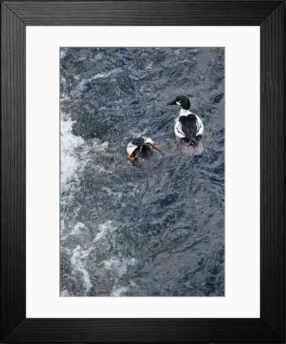 Framed Print : A pair of Common Goldeneyes (Bucephala clangula) feeding / diving in the Upper Yellowstone River Framed Print : A pair of Common Goldeneyes (Bucephala clangula) feeding / diving in the Upper Yellowstone River
