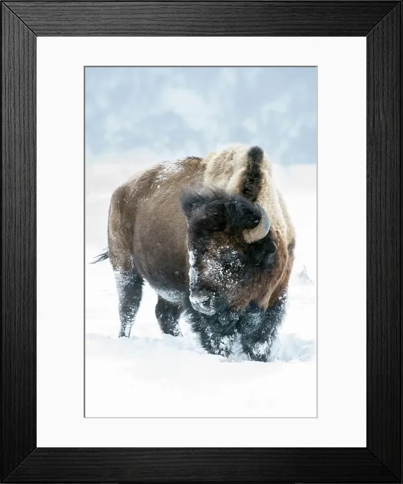 Framed Print : American Bison (Bison bison) in Gibbon Meadows Framed Print : American Bison (Bison bison) in Gibbon Meadows