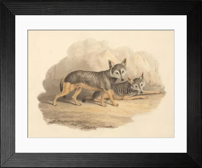 Framed Print : Two Hyenas Samuel Howitt 1756-1822 British