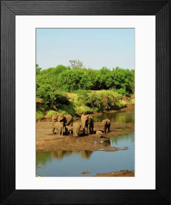Framed Print : Elephant herd drinking in river Framed Print : Elephant herd drinking in river