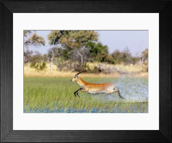 Framed Print : Red lechwe (Kobus leche leche) Framed Print : Red lechwe (Kobus leche leche)