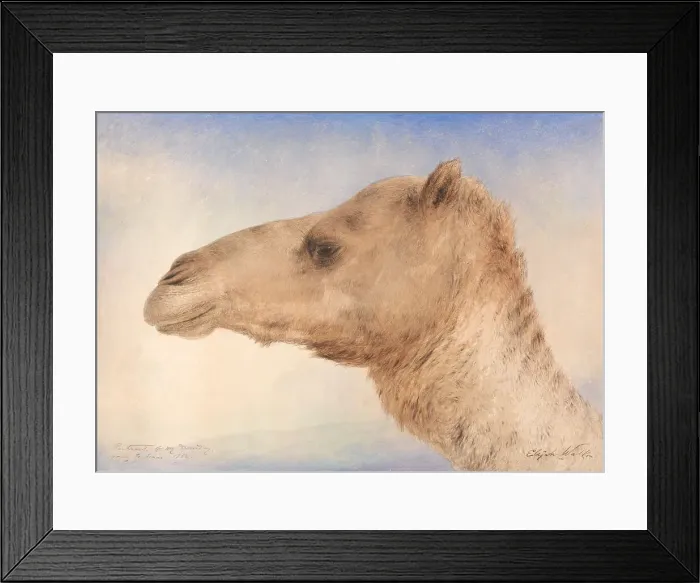 Framed Print : Portrait Artist's Dromedary Elijah Walton 1832-1880